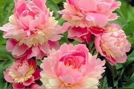 鬼谷子的名言集锦图片