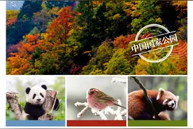 大熊猫国家公园正式官宣！雅安为什么稳站C位？图片