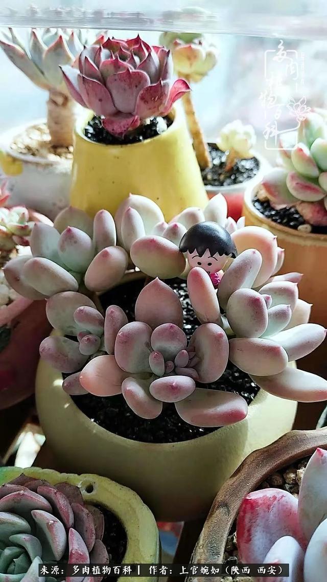 一入肉坑深似海之，我与多肉的不解之缘