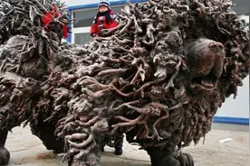 河北出现长达4米的巨型“藏獒”，可卖出2000万天价，乐坏了图片