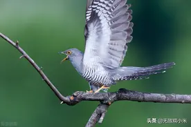 为什么布谷鸟在小麦收割完后就不叫了，它们都去哪了？图片