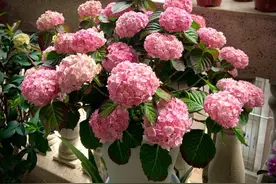 几种适合阳台养的绣球花，植株矮小，花球超大，多季开花给你看图片