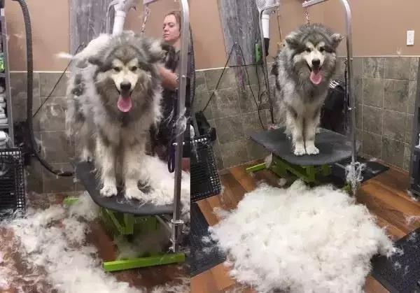 这五种狗狗,不是一般人能养的,没有过硬的实力养不了