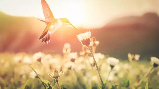 26个春天的成语,原来都出自诗词