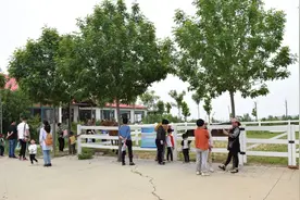 莱西桑葚采摘活动今开幕，摘桑葚、喂羊驼、玩游戏……6月28日之前都能来图片