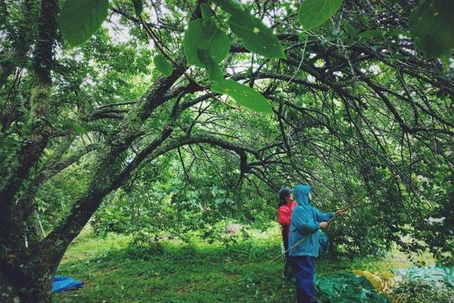 日本流行的梅酒，其实是从中国传入，连原料的中日发音都几乎一样