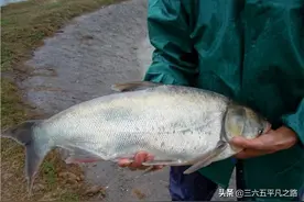 白鲢鱼是“4大家鱼”之一，人们喜不喜欢？看完明白了图片