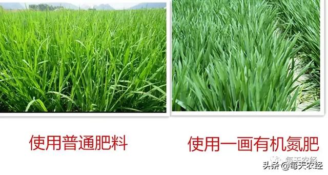 新型一画有机氮肥横空出世，效果吊打传统尿素