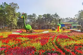 桂林：“浪漫花海"花的世界，花的海洋图片