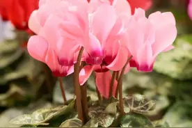 家里少养这“三种花”，能丢就丢掉，不是迷信，真的有科学依据图片