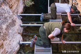 倔强的魔鳉鱼：10平方米水潭与世隔绝6万年，为何全球只剩38条？图片