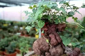 民间3大极品中草药，药效非凡，是采药人梦寐之物，比金子还要贵图片