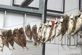 秋后，遇到鲐鱼我从不手软，一次买20斤，腌制存放，冬天吃特香图片