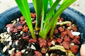 兰花是肉质根还是气生根？我弄清了里面的逻辑关系，与大家分享图片