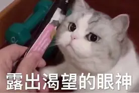 宠物店里，小猫咪对着你不停地叫，还扒门，真的是喜欢你吗？图片