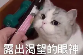 宠物店里，小猫咪对着你不停地叫，还扒门，真的是喜欢你吗？图片