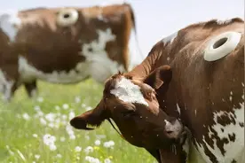 为什么要在牛身上开一个洞？将手伸进洞中会影响它的生存吗？图片