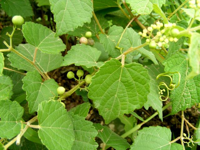 蒯草的英语解释(几个活在说文解字里的与植物有关的汉字) - 桓桂百科