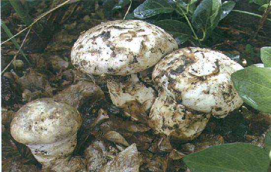 三十一种常见的菌类蘑菇图片