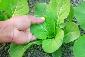 小白菜种植时间和方法图片