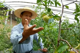山西农民创奇迹，研究枣树管理技术10年，实现1年能结2次果图片