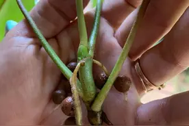 陶粒的养花妙用，用来水培扦插繁殖植物很方便了，赶紧试下图片