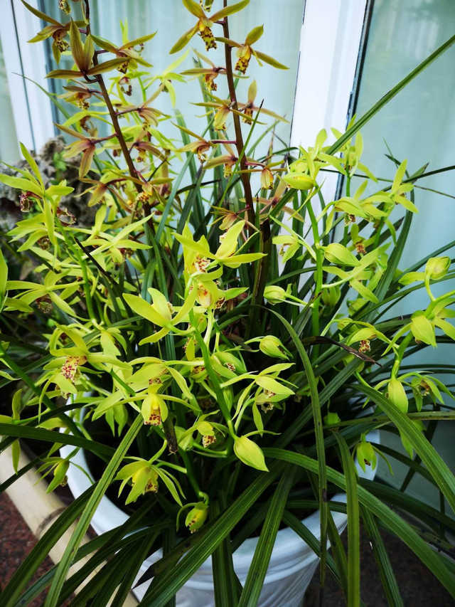 什么花出胶 2025年请问什么花