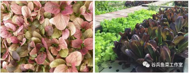 鱼菜共生的痛点—技术