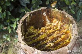 为啥取蜜后蜜蜂就跑了？抓住蜜蜂3大“死穴”，想让蜜蜂走都难图片