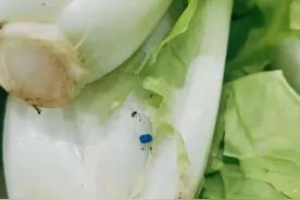 蔬菜上的蓝色颗粒是什么？你有可能搞错了！-农药图片