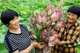 荷花上“冷链”一季增收上万元 浙西小镇靠一支荷花走上致富路图片