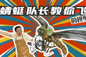 小时候是水中小霸王？长大后人类跟它学飞行？蜻蜓，你了解吗？图片
