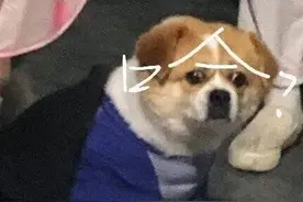“在超市看见一只菠萝自杀”这些迷惑行为，够我笑一整年了！图片