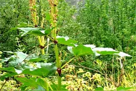 掌叶大黄、唐古特大黄和药用大黄的区别图片