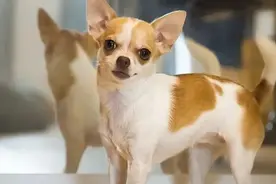 狗喜欢对着镜子狂吠，是因为不认识镜子里的那个自己？图片