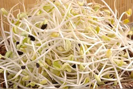 如何选购放心的绿豆芽？图片
