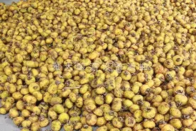 贵州大山里随处可见的野果，用电加热酿酒设备酿成酒更美味图片