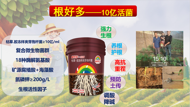 这两种菌剂配合使用可以固氮，解磷，解钾，你有没有用过呢