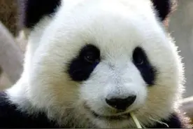 云南一农民，因自家羊被咬死，他残杀国宝大熊猫，法院怎么判的？图片