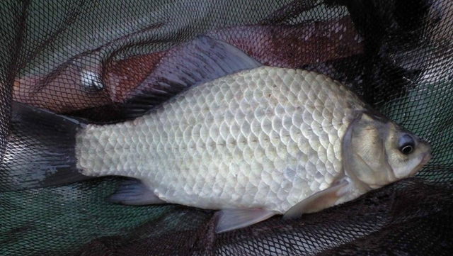 使用鱼饵添加剂，要掌握用量和方法