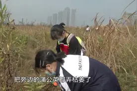 湿地公园入侵大量“加拿大一枝黄花”，百名学生义务清除外来物种视频封面