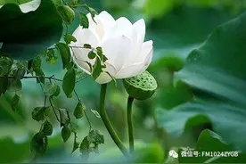 《书香长安》经典诵读——《误入藕花深处》图片