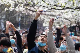 江苏南京：鸡鸣寺路樱花绽放醉游人图片