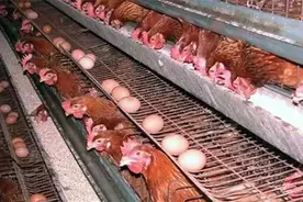 鸡产蛋少的原因是什么图片