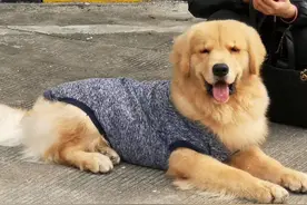 金毛出去鬼混带球回家，生下狗仔后，主人忍不住笑了：这下赚大了图片