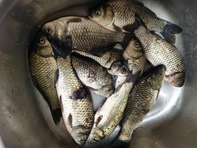 剩米饭钓鱼老是钓不到、钓不好，这几个细节没做到，当然效果不行