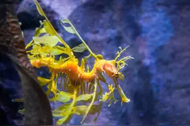 越看越漂亮，但却致命的十大小生物图片