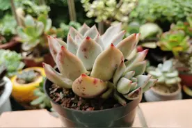 夏季种多肉掌握好这5个秘诀，服盆快，易成活图片