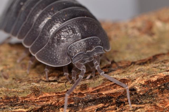 小时候记得大人管它叫麻鞋底,是那会最不害怕的小虫子,偶尔揭开石头