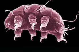 比钢铁还耐压，能在真空中生存，水熊虫到底有什么生存秘籍？图片